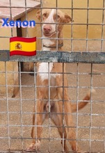 XENON, Hund, Podenco in Huisheim - Bild 7