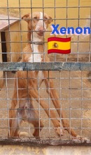 XENON, Hund, Podenco in Huisheim - Bild 8