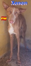 XENON, Hund, Podenco in Huisheim - Bild 9