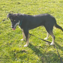 MEXX, Hund, Mischlingshund in Embühren - Bild 11