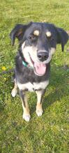 MEXX, Hund, Mischlingshund in Embühren - Bild 12