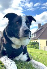 MAX, Hund, Mischlingshund in Bad Lauterberg - Bild 1