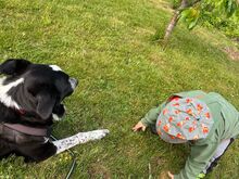 MAX, Hund, Mischlingshund in Bad Lauterberg - Bild 4