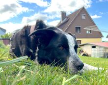 MAX, Hund, Mischlingshund in Bad Lauterberg - Bild 5