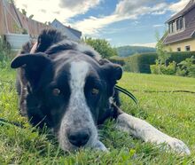 MAX, Hund, Mischlingshund in Bad Lauterberg - Bild 6