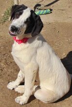KÄTHE, Hund, Mischlingshund in Griechenland - Bild 15