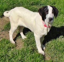 KÄTHE, Hund, Mischlingshund in Griechenland - Bild 19