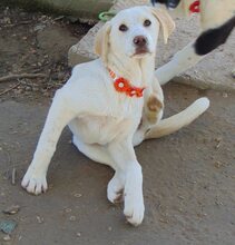 MALI, Hund, Mischlingshund in Griechenland - Bild 21
