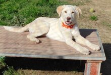 MALI, Hund, Mischlingshund in Griechenland - Bild 22