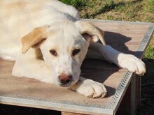 MALI, Hund, Mischlingshund in Griechenland - Bild 23