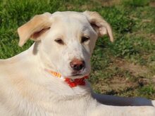 MALI, Hund, Mischlingshund in Griechenland - Bild 24