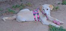 MALI, Hund, Mischlingshund in Griechenland - Bild 25