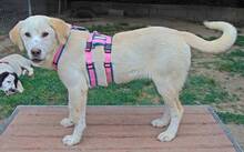 MALI, Hund, Mischlingshund in Griechenland - Bild 26