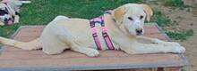 MALI, Hund, Mischlingshund in Griechenland - Bild 27