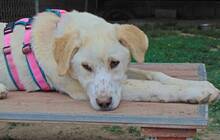 MALI, Hund, Mischlingshund in Griechenland - Bild 28