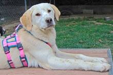 MALI, Hund, Mischlingshund in Griechenland - Bild 29