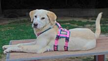 MALI, Hund, Mischlingshund in Griechenland - Bild 31