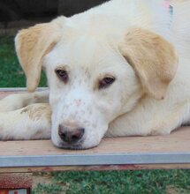 MALI, Hund, Mischlingshund in Griechenland - Bild 33