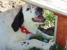 TESSA, Hund, Mischlingshund in Griechenland - Bild 14