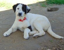 TESSA, Hund, Mischlingshund in Griechenland - Bild 15