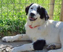 TESSA, Hund, Mischlingshund in Griechenland - Bild 16