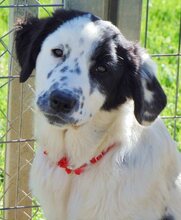 TESSA, Hund, Mischlingshund in Griechenland - Bild 17