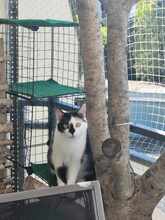 TOMMY, Katze, Europäisch Kurzhaar in Germering - Bild 10