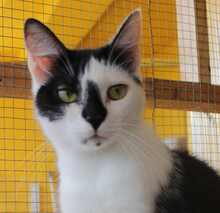 TOMMY, Katze, Europäisch Kurzhaar in Germering - Bild 7