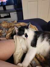 TOMMY, Katze, Europäisch Kurzhaar in Germering - Bild 8