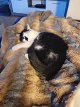 TOMMY, Katze, Europäisch Kurzhaar in Germering - Bild 9