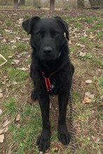 ASYA, Hund, Kroatischer Schäferhund-Labrador-Mix in Bebra
