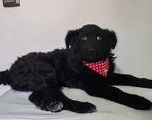 ZOA, Hund, Kroatischer Schäferhund-Mix in Kroatien - Bild 10