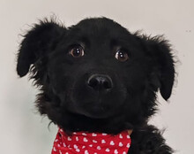 ZOA, Hund, Kroatischer Schäferhund-Mix in Kroatien - Bild 7