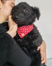 ZOA, Hund, Kroatischer Schäferhund-Mix in Kroatien - Bild 9