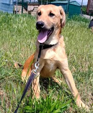 PETROS3, Hund, Mischlingshund in Griechenland - Bild 10