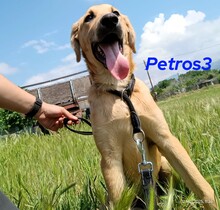 PETROS3, Hund, Mischlingshund in Griechenland - Bild 12