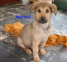 PETROS3, Hund, Mischlingshund in Griechenland - Bild 13