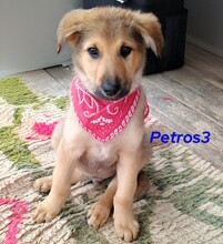 PETROS3, Hund, Mischlingshund in Griechenland - Bild 16