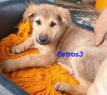 PETROS3, Hund, Mischlingshund in Griechenland - Bild 17