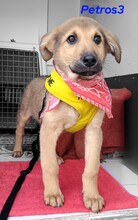 PETROS3, Hund, Mischlingshund in Griechenland - Bild 18