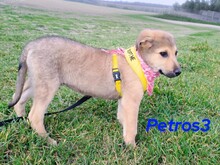 PETROS3, Hund, Mischlingshund in Griechenland - Bild 21