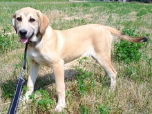 ANGELIKI, Hund, Mischlingshund in Griechenland - Bild 10