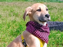 ANGELIKI, Hund, Mischlingshund in Griechenland - Bild 14