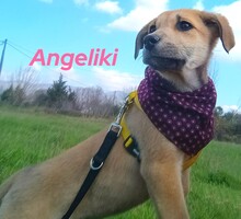 ANGELIKI, Hund, Mischlingshund in Griechenland - Bild 15