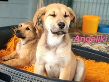 ANGELIKI, Hund, Mischlingshund in Griechenland - Bild 16