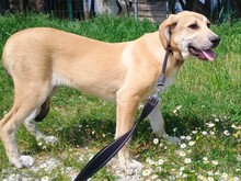 ANGELIKI, Hund, Mischlingshund in Griechenland - Bild 8