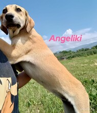 ANGELIKI, Hund, Mischlingshund in Griechenland - Bild 9