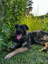 FELI, Hund, Mischlingshund in Karlsruhe - Bild 1