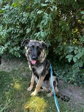FELI, Hund, Mischlingshund in Karlsruhe - Bild 2