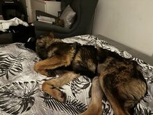 FELI, Hund, Mischlingshund in Karlsruhe - Bild 3